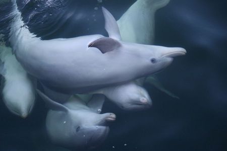 Dolphin Kayaking Adventure Tour in Australia