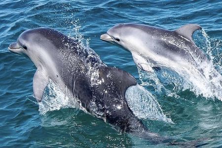 Dolphin and Seal Swim Tour in Australia