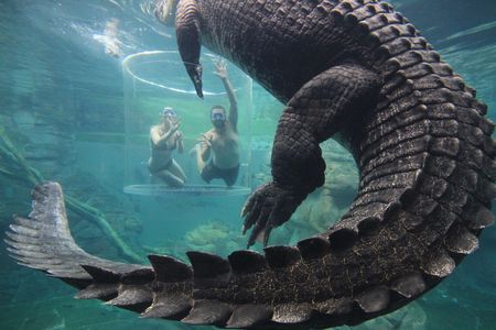 Cage of Death Experience in Australia