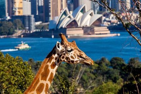 Sydney Taronga Zoo General Entry Ticket