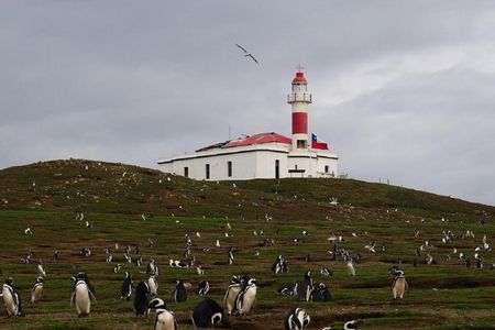 Magdalena Island boat tour from Punta Arenas