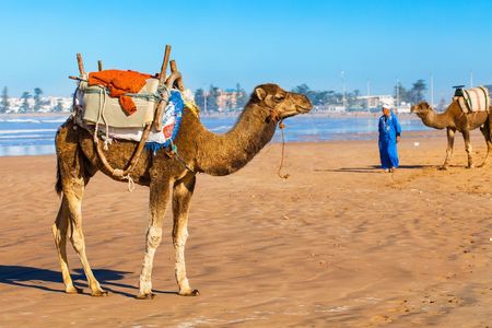 Day tour of Essaouira from Marrakech
