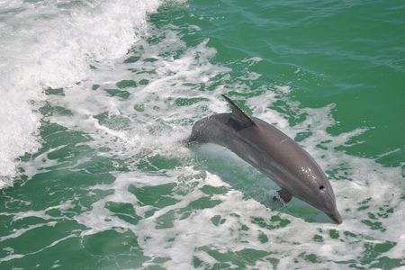 Clearwater Beach: dolphin encounter boat cruise with lunch gift card