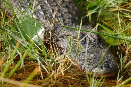 Everglades airboat adventure tour with transportation