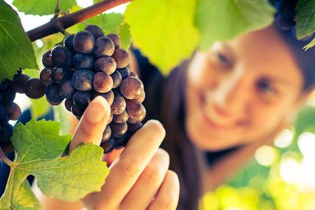 San Gimignano, Chianti and Montalcino Tour from Siena with Wine Tasting