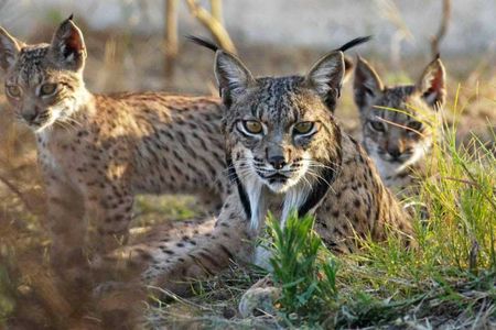 Doñana National Park 4x4 guided tour from Seville