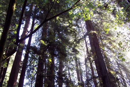 Muir Woods to California's Coastal Redwoods tour
