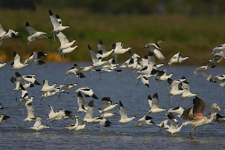 Doñana National Park, el Rocío and Matalascañas Tour from Seville