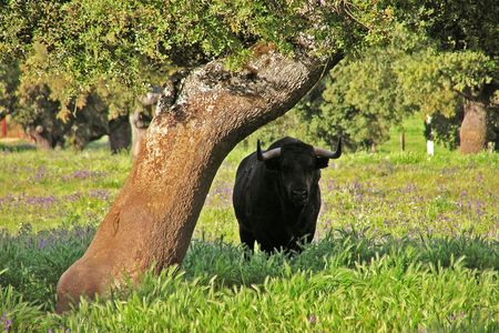 Bull-breeding farm guided half-day tour from Seville