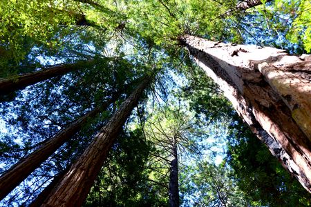 Redwoods and wine country escape from San Francisco