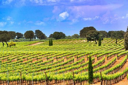 Windmills of Don Quixote wine tour from Madrid