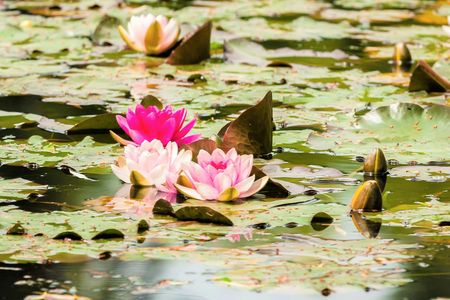 Half-day trip to Giverny from Paris