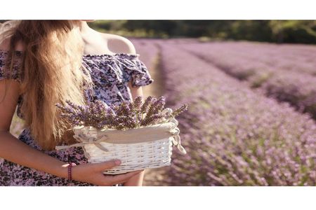 Full-day lavender tour in Sault from Aix en Provence