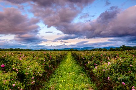 Tour of Karlovo in Bulgaria's Rose Valley