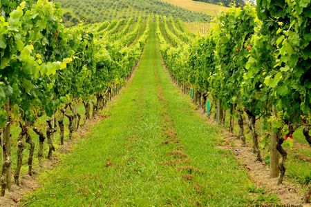 Tasting with Lanciola winery tour