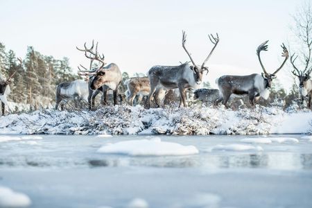 Day Trip to Ranua Zoo With Husky Farm and Reindeer Farm Visit