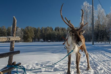Reindeer farm experience