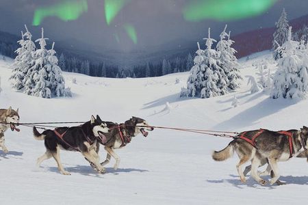 Snowmobiles and huskies in Lapland