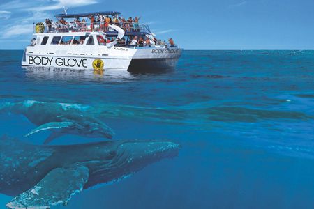 Whale watching excursion from Kona