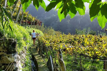 Madeira day-trip wine tour from Funchal
