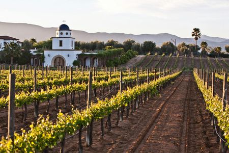 Baja wine tour
