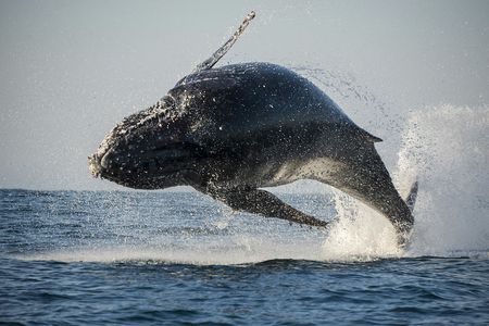 San Diego summer whale and dolphin watching adventure