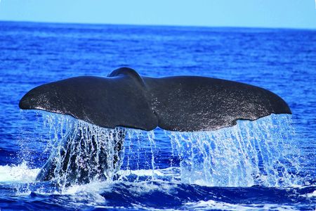 H2o Madeira - whale and dolphin watching tour