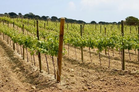 Breakfast winery experience and wine tour from Barcelona