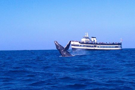 Guaranteed Whale Watching in San Diego