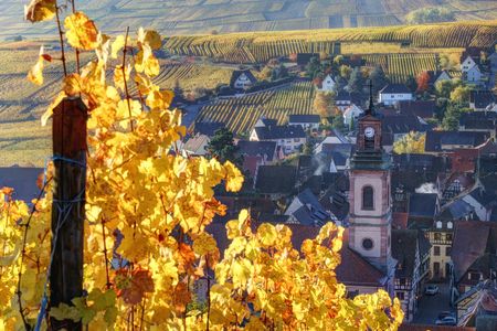 Alsace half-day shared wine tour from Colmar