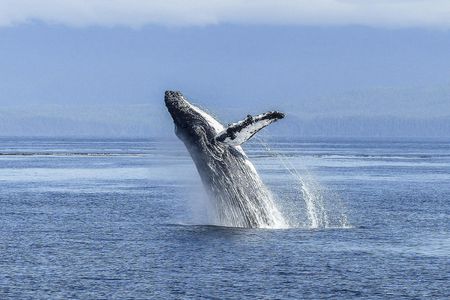 Hermanus Whale Route Tour from Cape Town