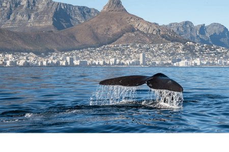 Marine Wildlife Boat Cruise with Transfer from Cape Town