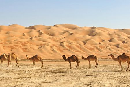 Best of Oman full-day 4WD private tour in Wahiba Sands