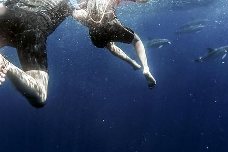 Azores Swim with Dolphins Atlantic Experience