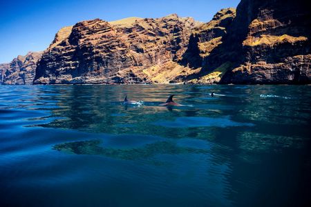 5 hour whale and dolphin watching on an eco-catamaran