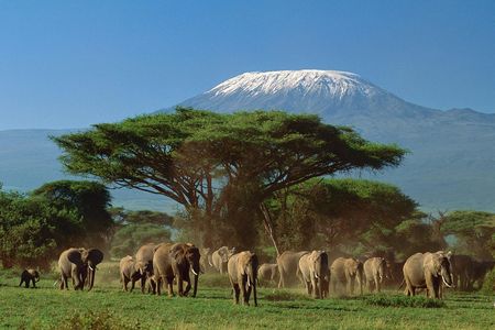Four-day Kenyan wildlife safari through Tsavo East and Amboseli