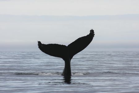 3-hour midnight sun whale watching tour from Akureyri