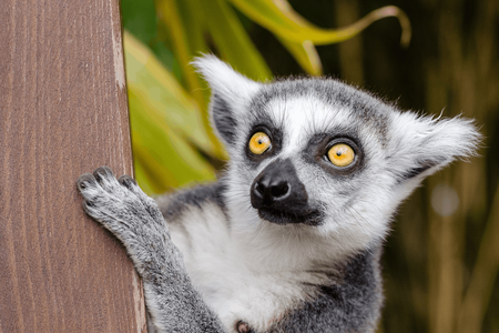 Krakow Zoo entrance tickets and transfer