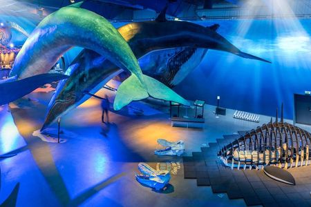 Whales of Iceland admission with audio guide and tour