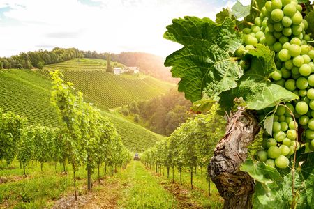 Day Tour in Burgundy with 12 Wines Tasting at Local Wineries