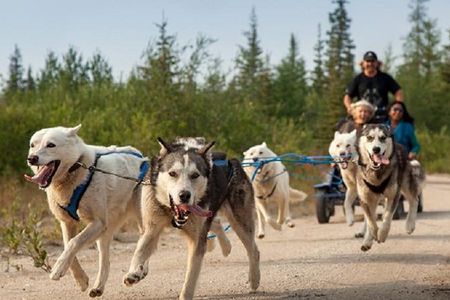 Husky ride adventure