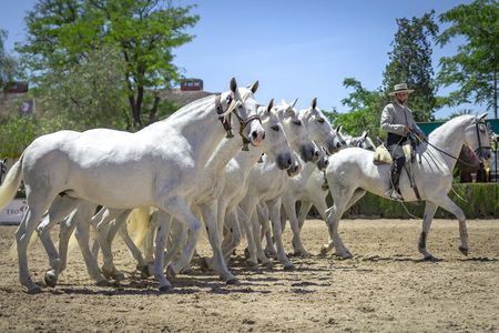 La Cartuja Stud Farm Ticket