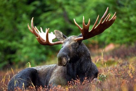 Moose safari adventure