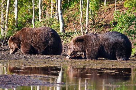 Overnight bear safari tour