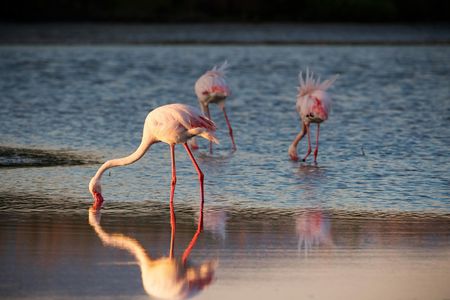 Flamingos oasis bike tour
