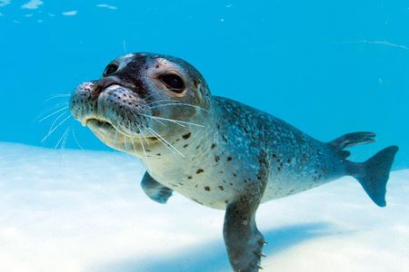 Marineland
