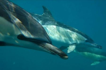 Dolphin watching boat tour from Lisbon