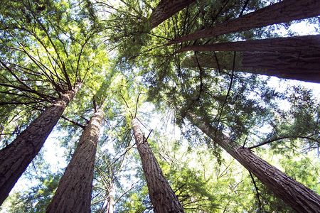 Muir Woods half day tour with Sausalito ferry