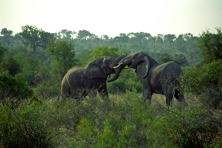 Selous Game Reserve 3-day superior safari