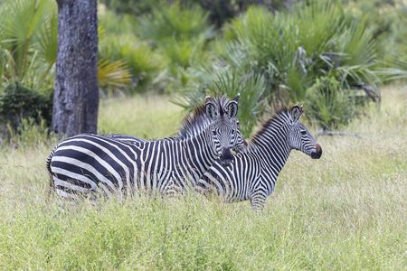 Selous Game Reserve 2-day superior safari